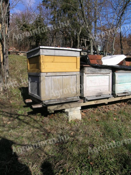 Méhcsaládok eladók (lejárt) - kínál - Cák - 35.000 Ft - Agroinform.hu