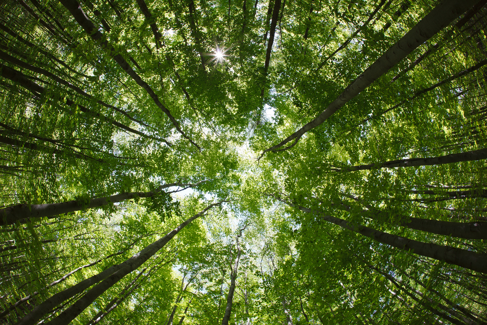 Mi az erdő szerepe a társadalomban? - Agroinform.hu