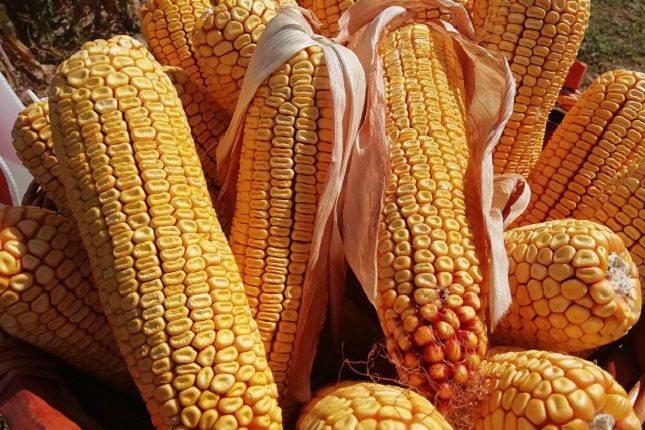Az idén megérte kukoricát vetni Békésben: rekord termésátlag - Agroinform.hu