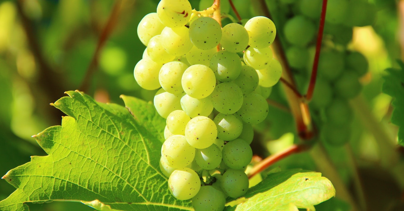 Szárazságtűrő ősi szőlőfajta: itt az új felfedezés