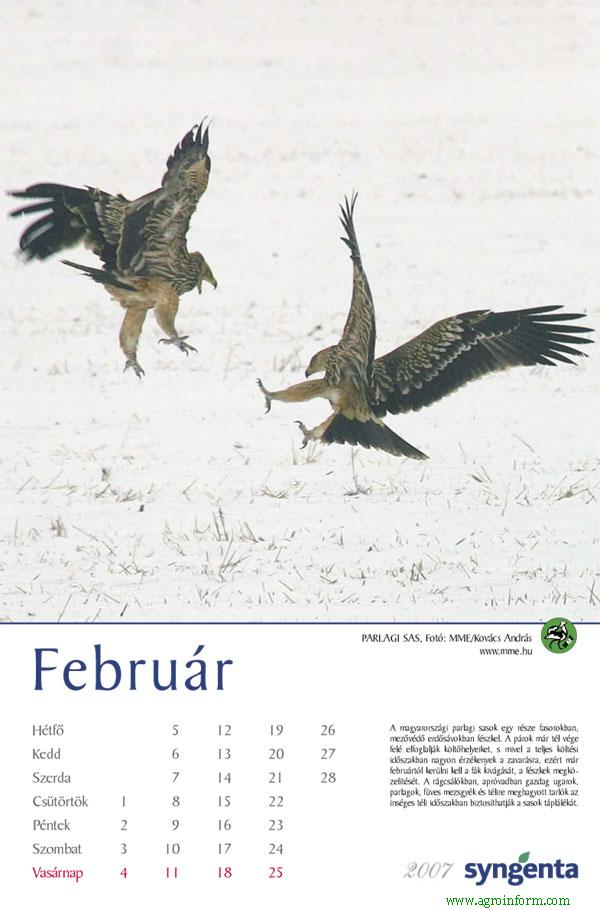 Magyarország madarai naptár 2007 re