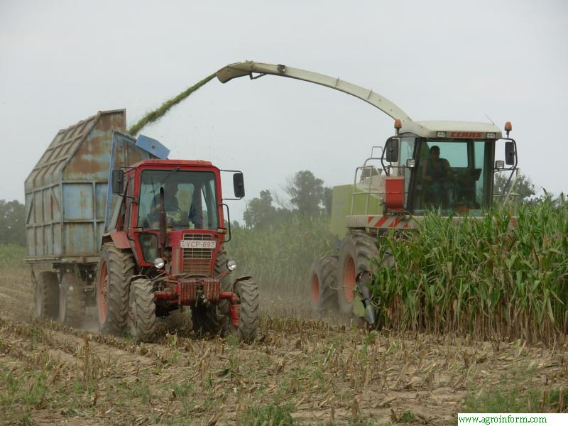 Kukorica silózás a Sorokmenti MGTSz-nél