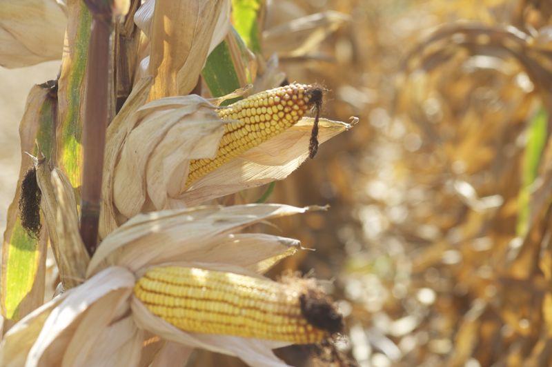 Monsanto Kft. növénytermesztési bemutatója