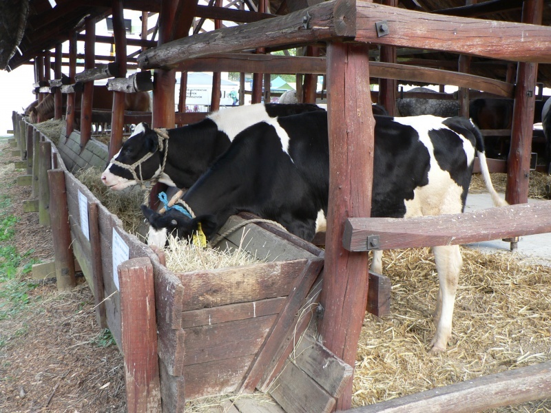 Szentlőrinci Gazdanapok 2012. - Fókuszban az állattenyésztés