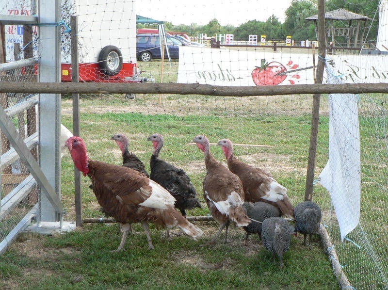 Szentlőrinci Gazdanapok 2012. - Fókuszban az állattenyésztés