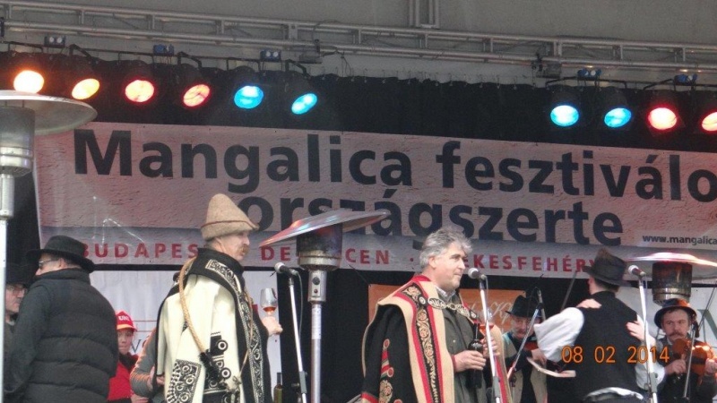 VII. Mangalica Fesztivál 2014